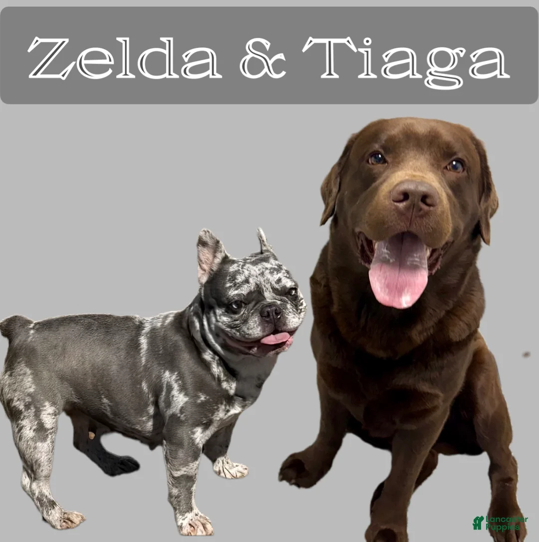 Mixed Breed dogs for sale: Solovyov (Sol) - Ad 2