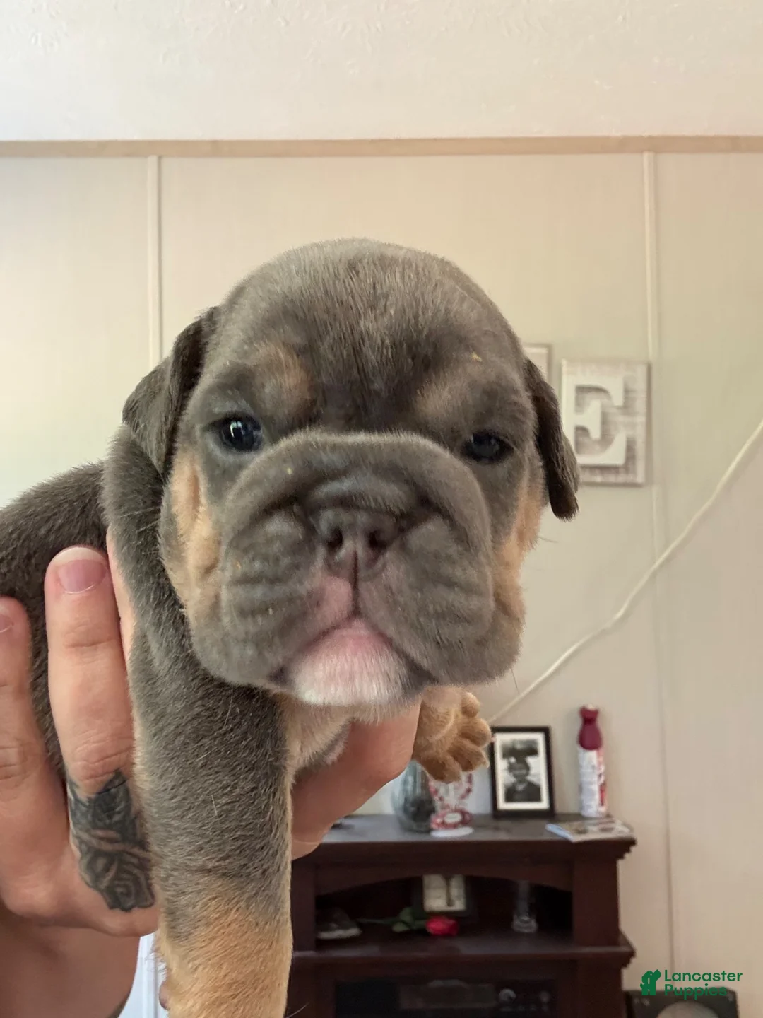 English Bulldog dogs for sale: English Bulldog 3 - Ad 1
