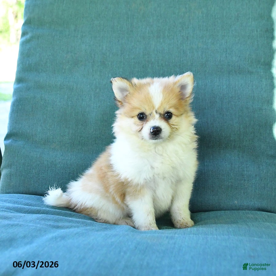 Pomeranian dogs for sale: Trip - Ad 1