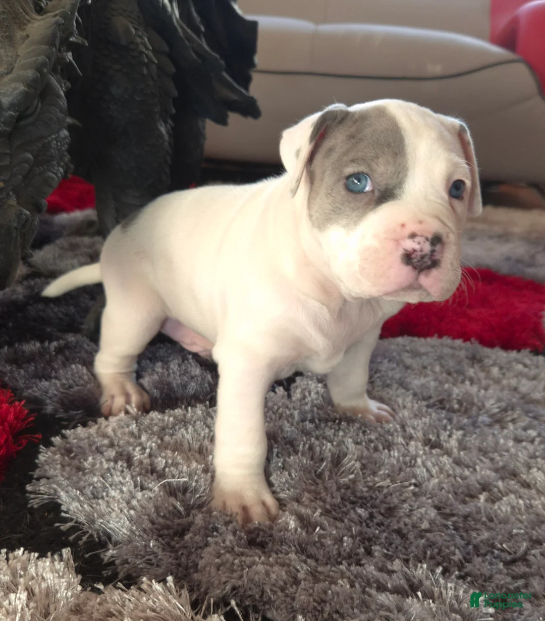Mixed Breed dogs for sale: "WOLVERINE" WHITE MERLE - Ad 12