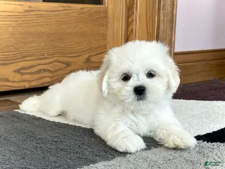 Lhasa Apso dogs Princess - Ad 5