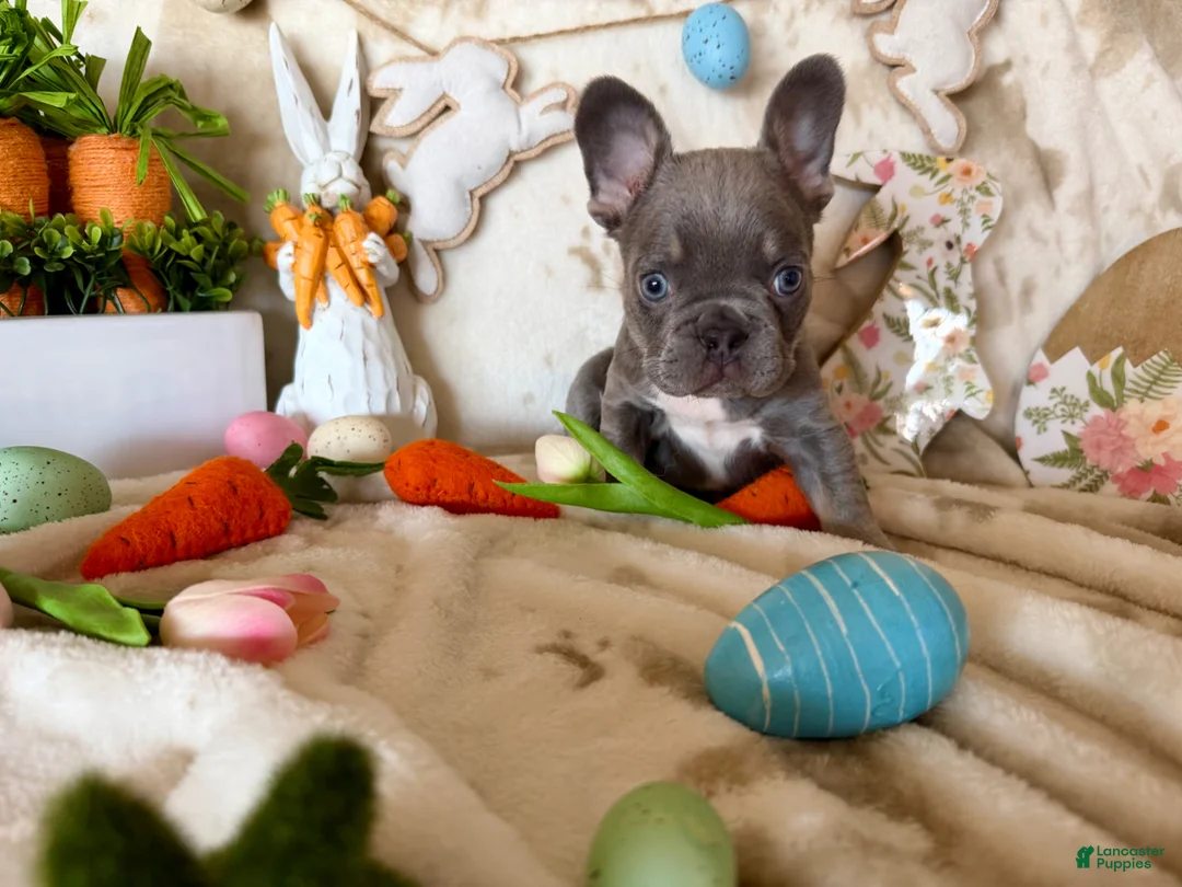 French Bulldog dogs for sale: French Bulldog Puppy 1 - Ad 3