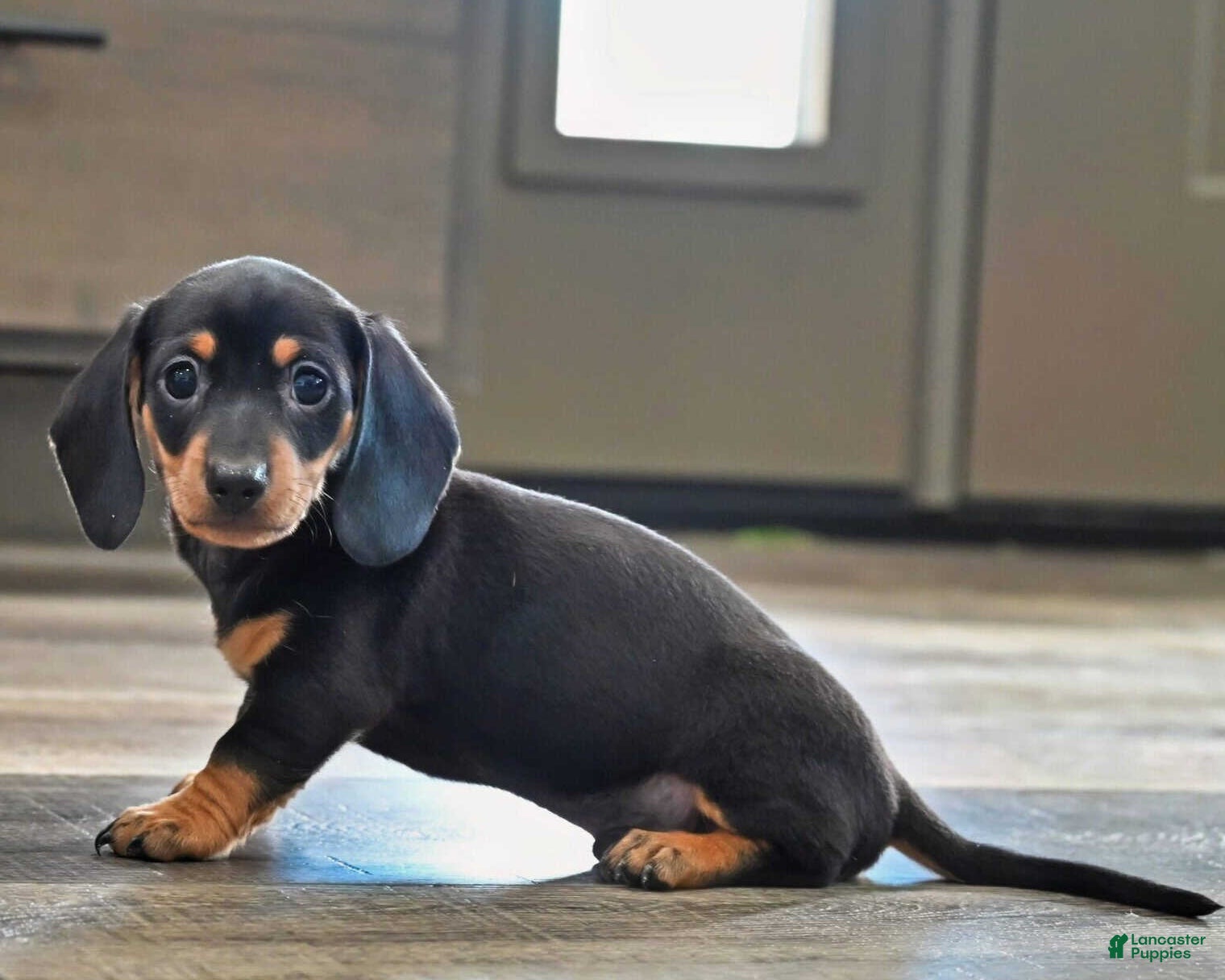 Miniature Dachshund dogs Buddy - Ad 40