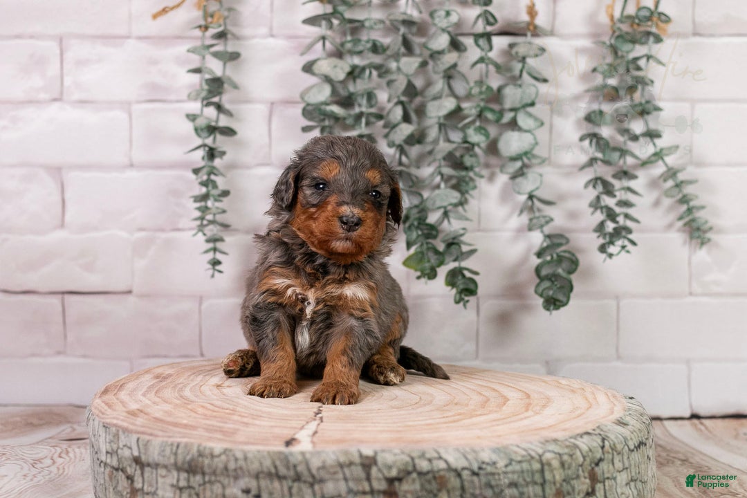 Bernedoodle dogs for sale: Summit - Ad 11