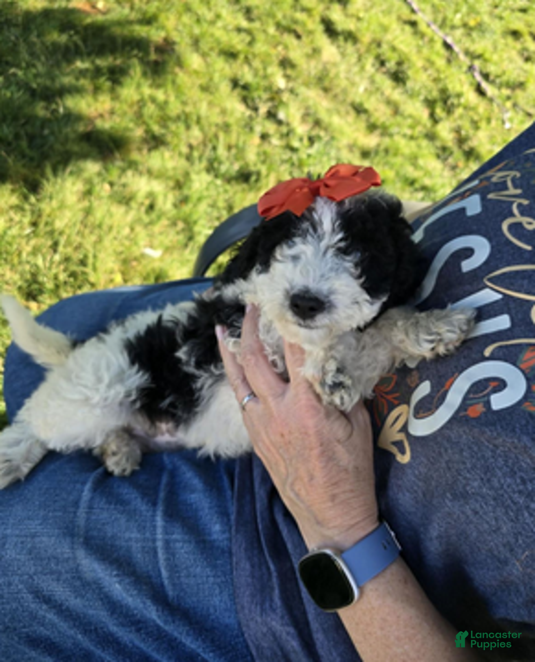 Aussiedoodle dogs for sale: Fiona - Ad 6