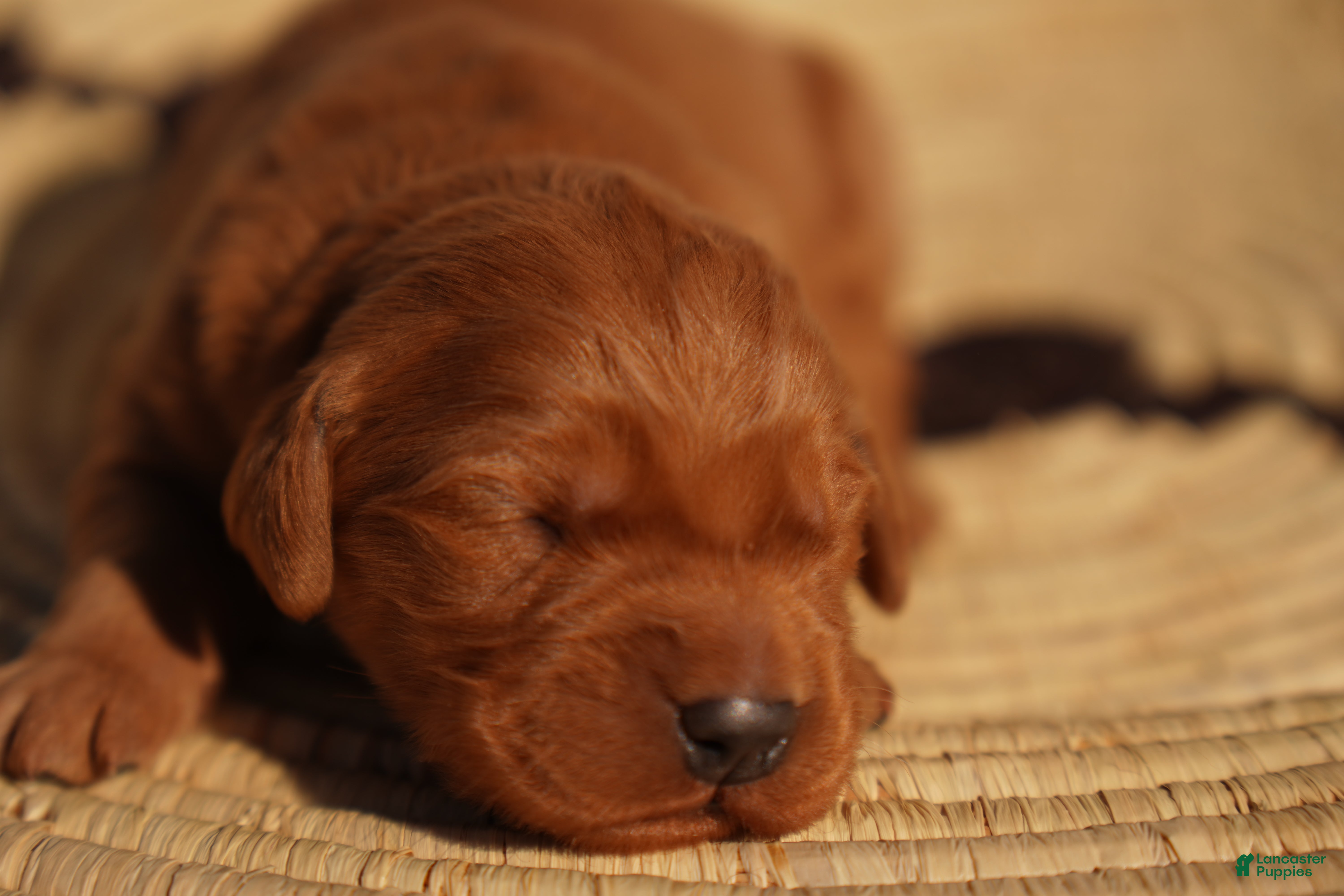 Golden Retriever dogs May - AKC, Genetically Clear - Ad 18