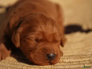 Golden Retriever dogs May - AKC, Genetically Clear - Ad 18