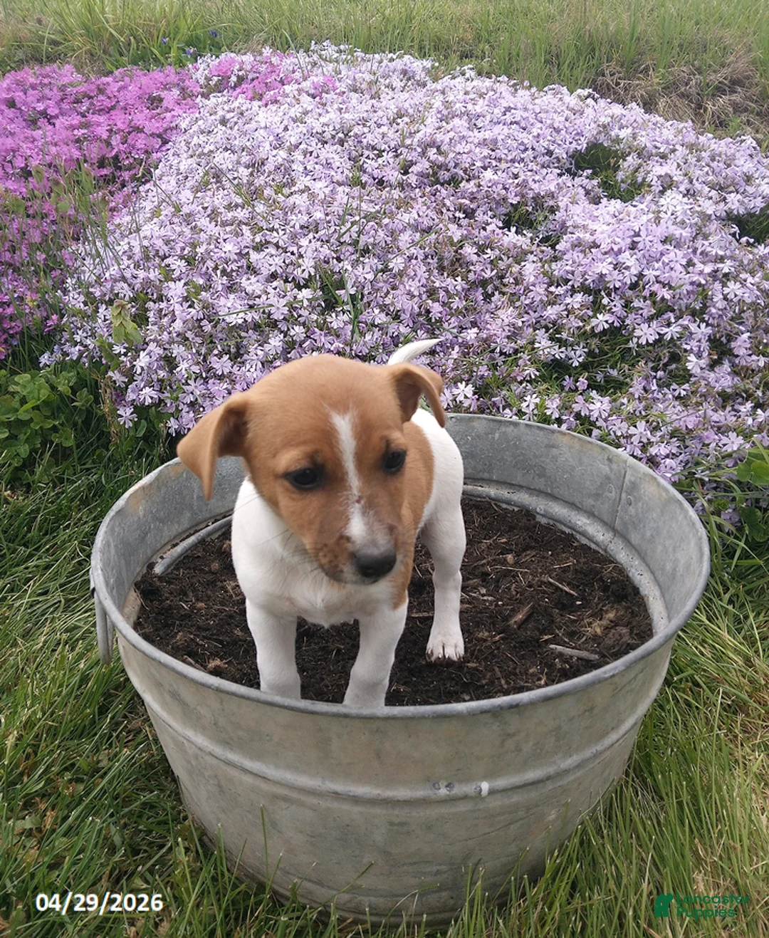 Jack Russell Terrier dogs for sale: Taylor - Ad 1