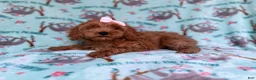 Cockapoo dogs for sale: Remi - Ad 5