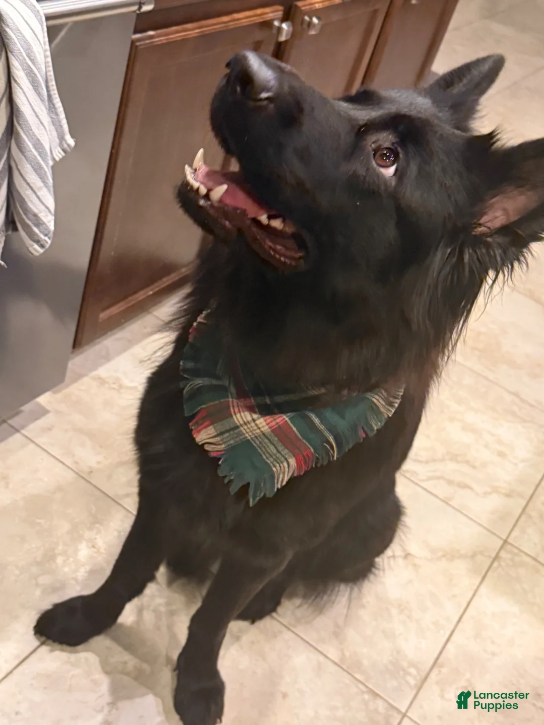 German Shepherd dogs for sale: German Shepherd Puppy 6 : Red  - Ad 7