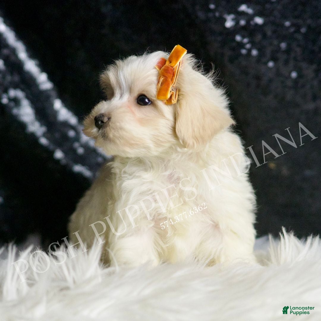 Maltipoo dogs for sale: Mr. Snow - Ad 1