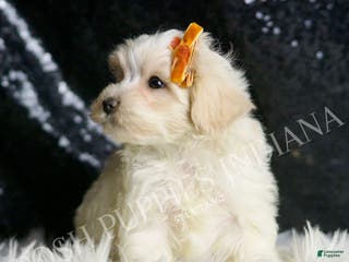 Maltipoo dogs Mr. Snow - Ad 29