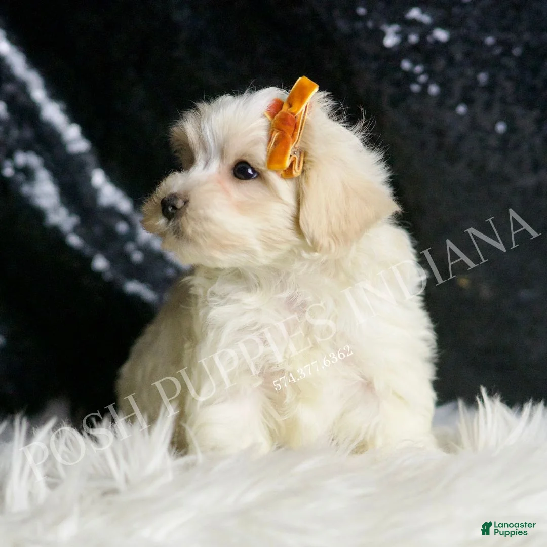 Maltipoo dogs for sale: Mr. Snow - Ad 1