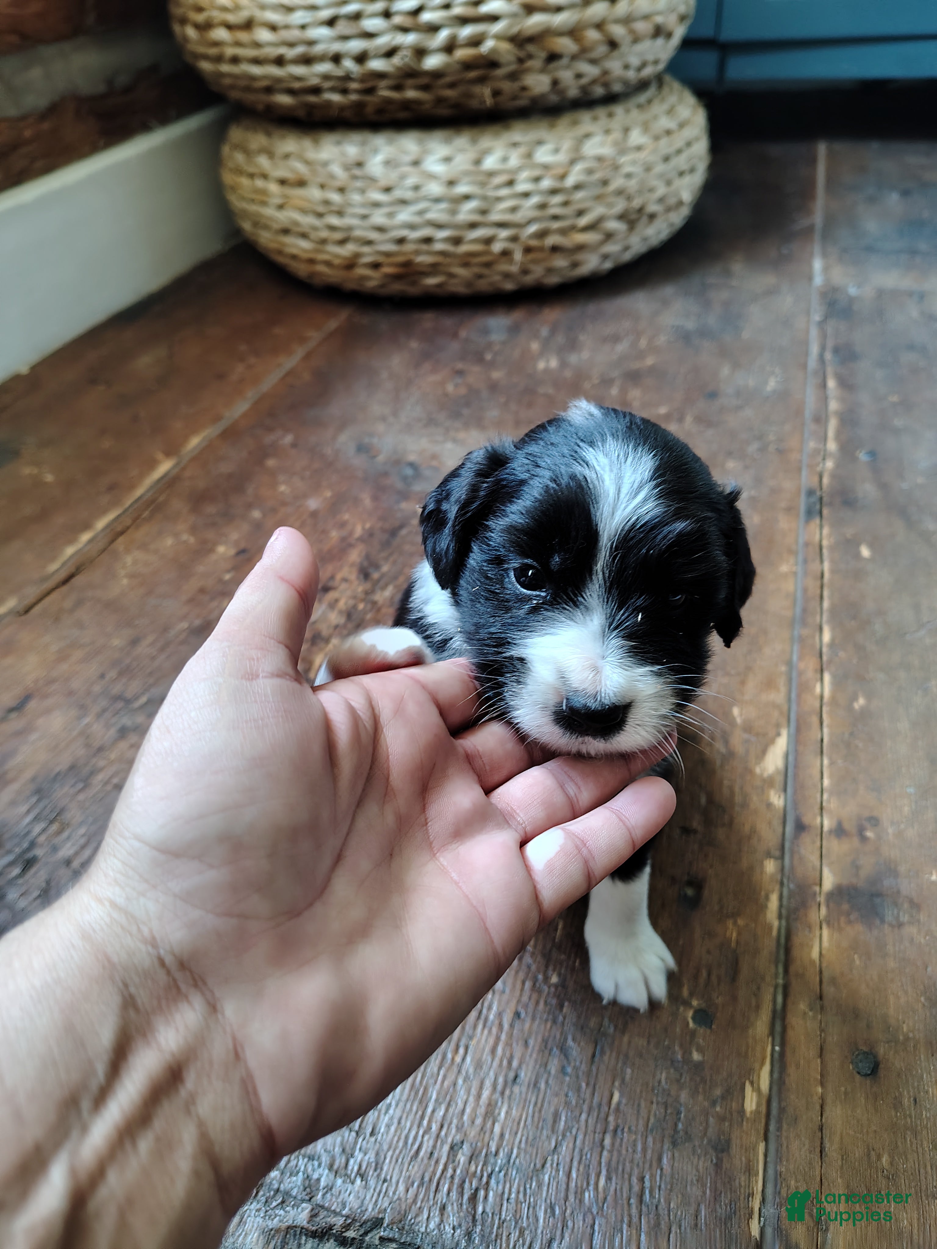 Australian Shepherd dogs Pickles/female Australian Shepherd  - Ad 1