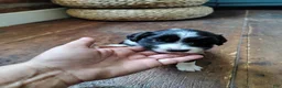 Australian Shepherd dogs for sale: Pickles/female Australian Shepherd  - Ad 1