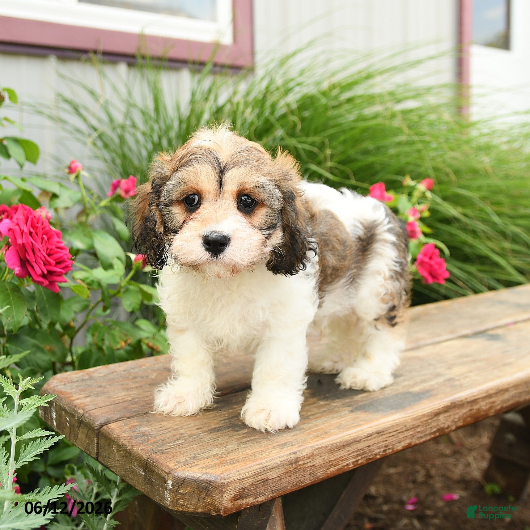 Cavachon dogs Tinker - Ad 1