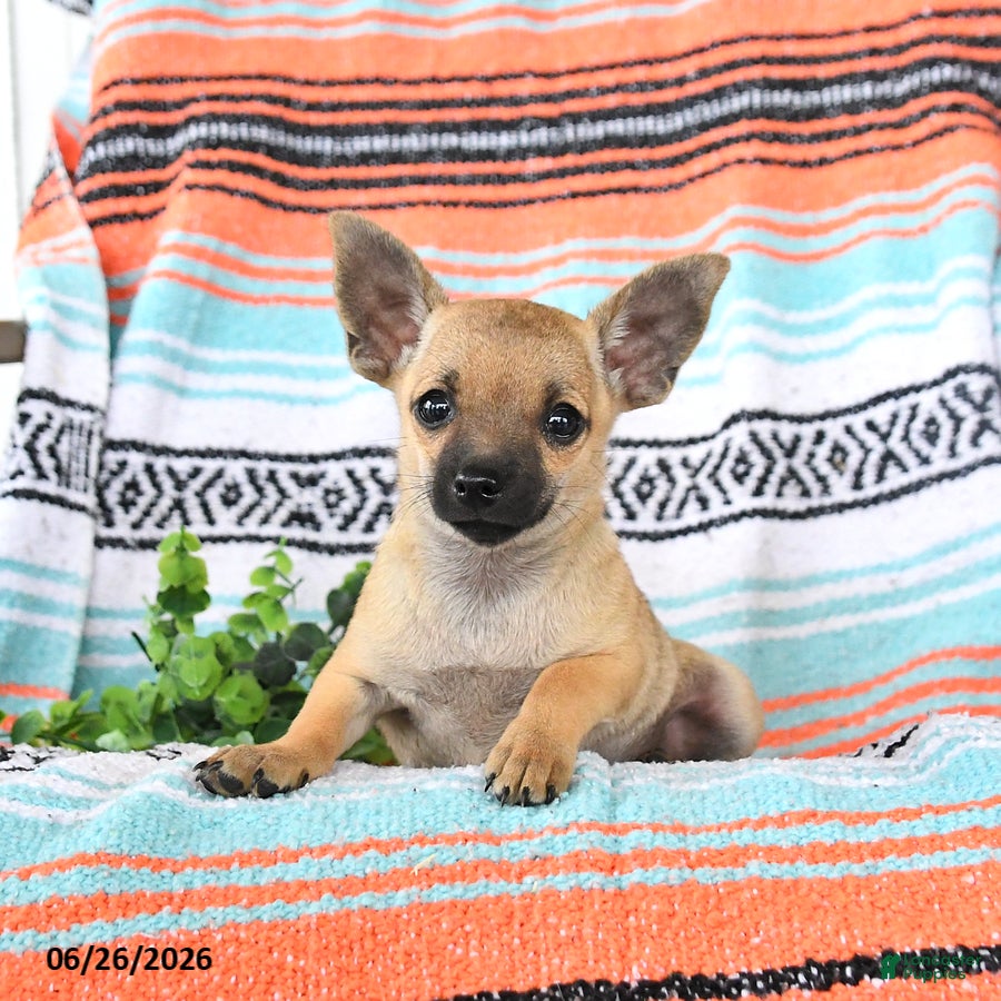Mixed Breed dogs Moose - Ad 2