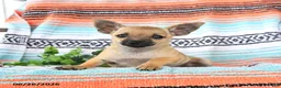 Mixed Breed dogs for sale: Moose - Ad 2