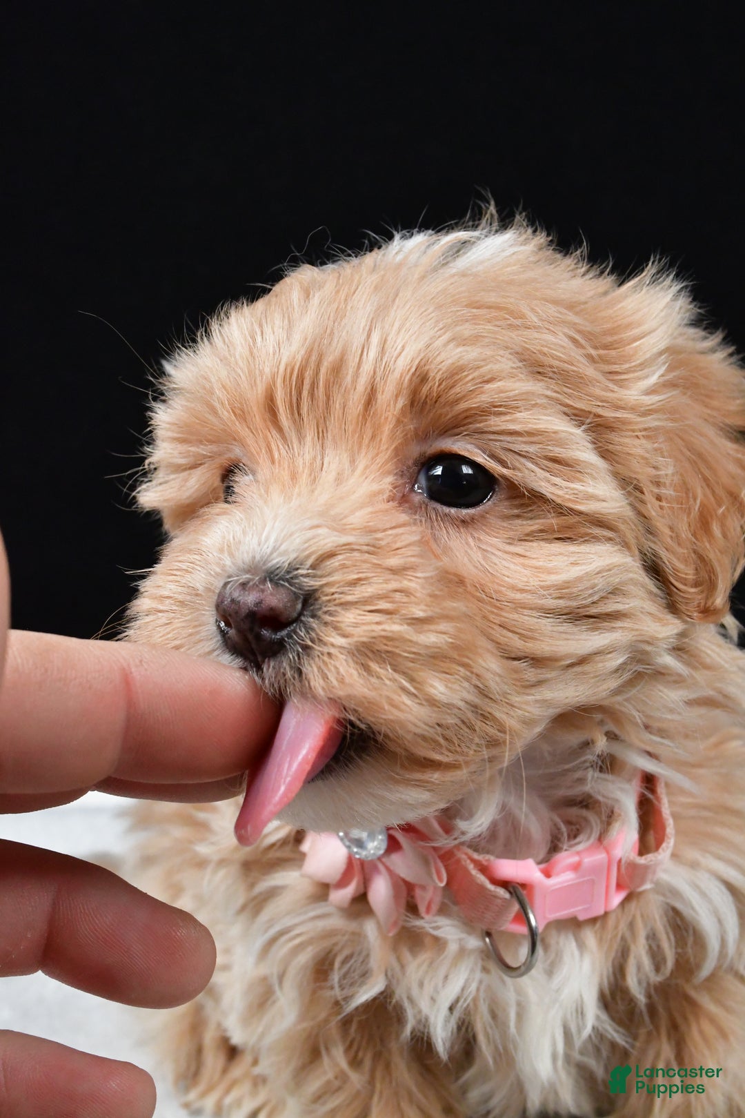 Maltipoo dogs for sale: Velvet - Ad 5