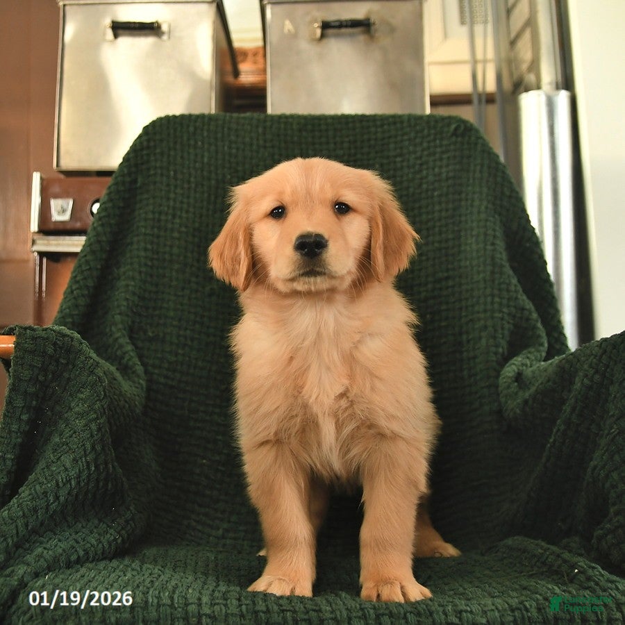 Golden Retriever dogs Roxie  - Ad 2