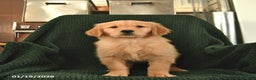 Golden Retriever dogs for sale: Roxie  - Ad 2