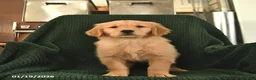 Golden Retriever dogs for sale: Roxie  - Ad 2