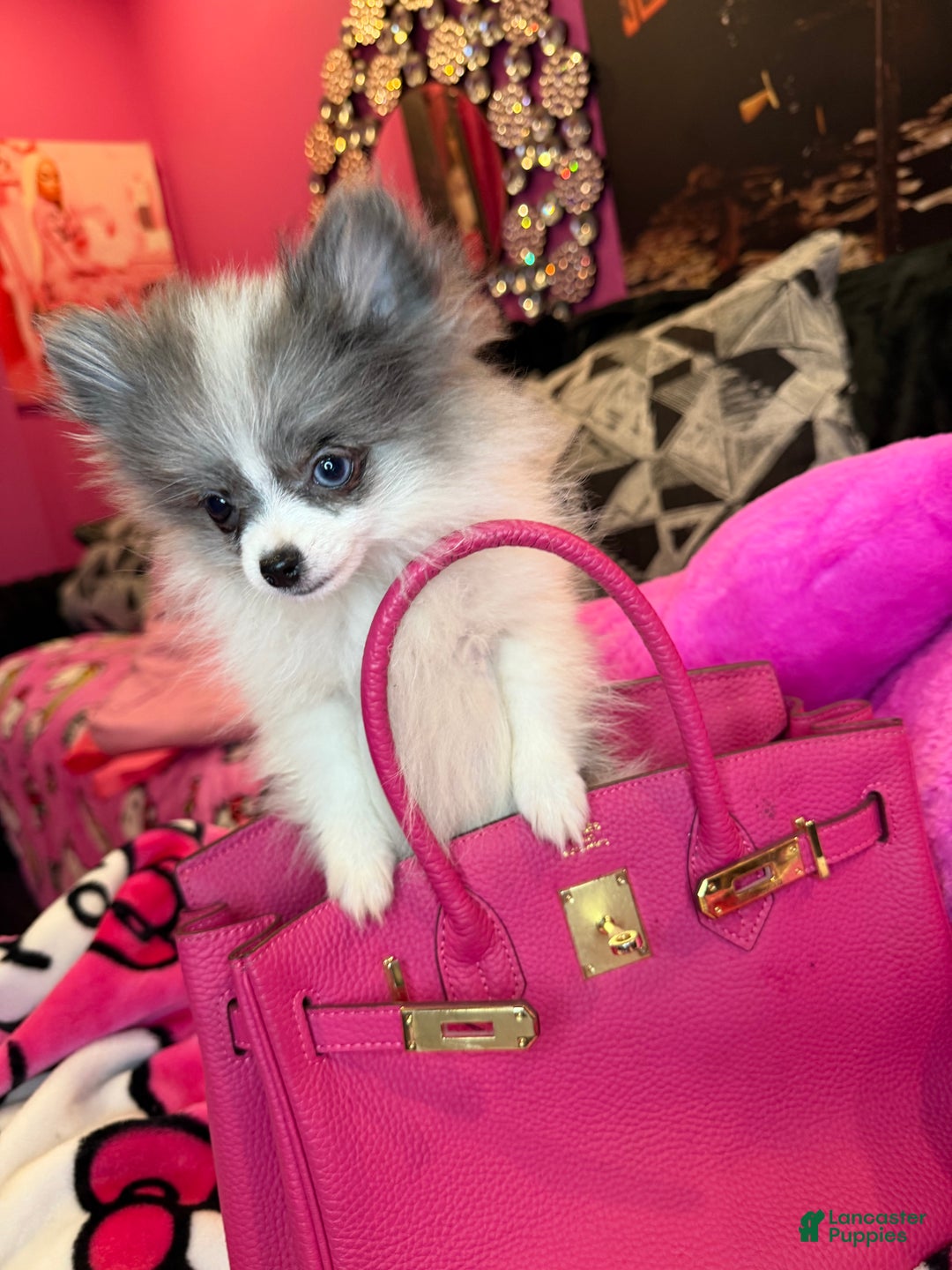 Pomeranian dogs for sale: Pomeranian Puppy 1 - Ad 1