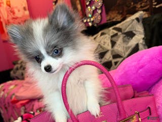 Pomeranian dogs Pomeranian Puppy 1 - Ad 21