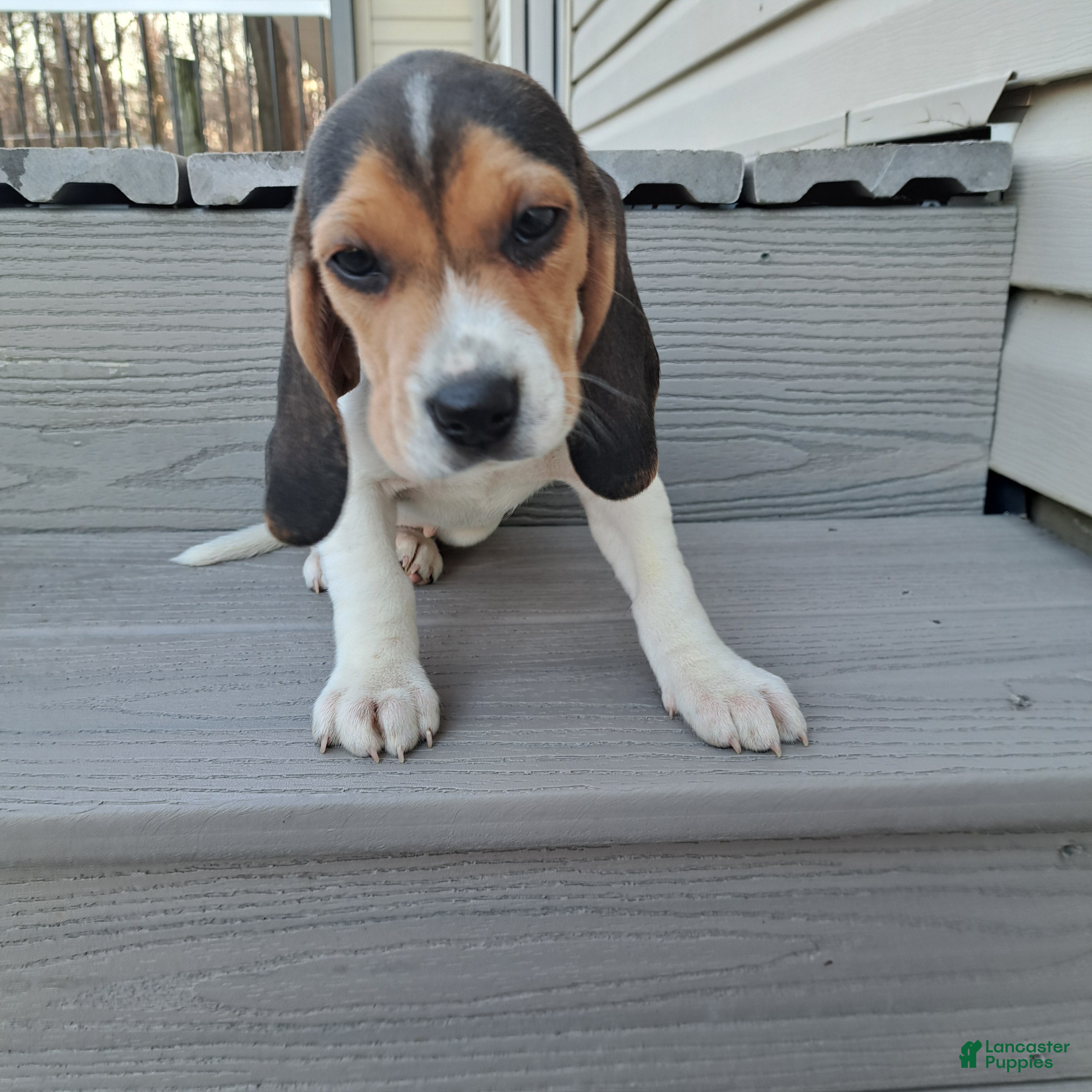 Beagle dogs STELLA - Ad 8