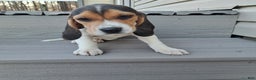Beagle dogs for sale: STELLA - Ad 1