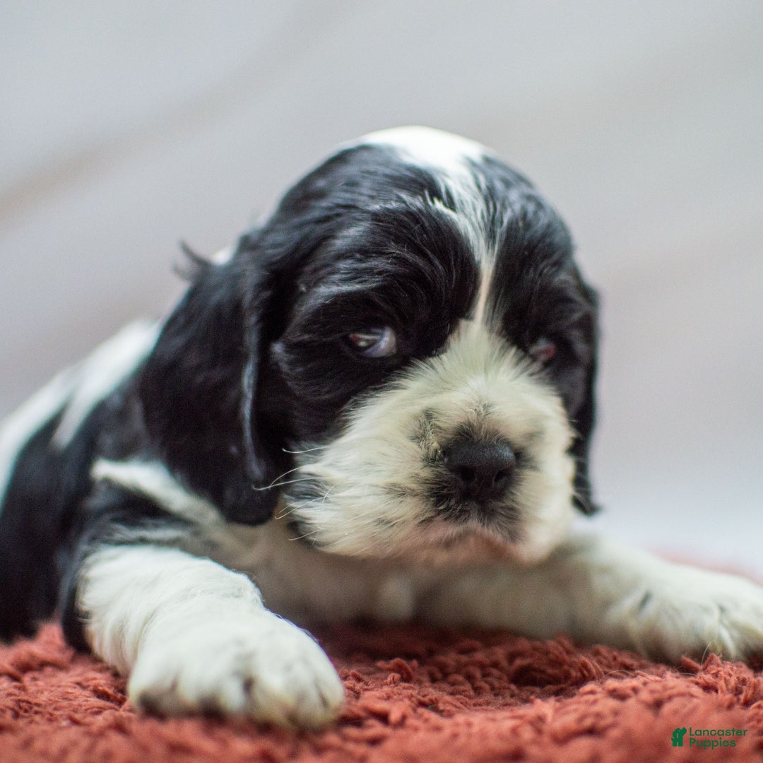 Cocker Spaniel dogs for sale: Newton - Ad 1