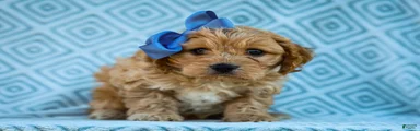 Trevor Cavapoo Pup