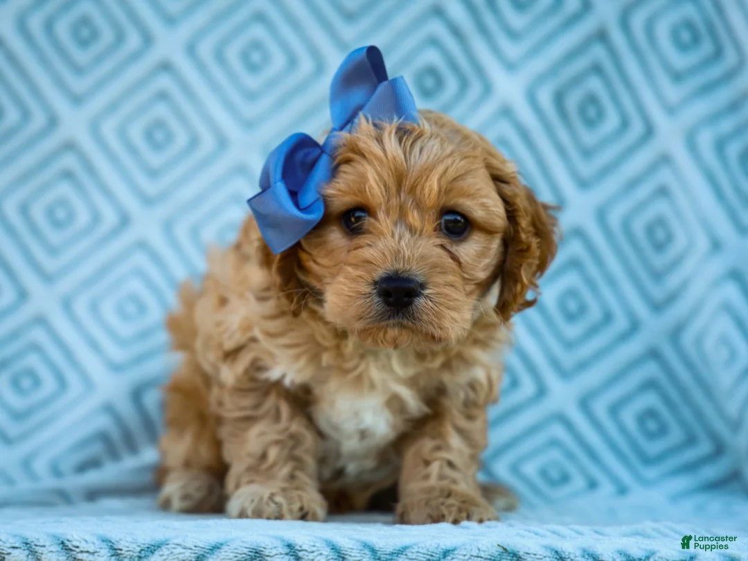 Cavapoo dogs for sale: Trevor Cavapoo Pup - Ad 1
