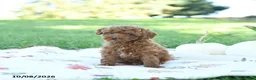 Toy Poodle dogs for sale: Almond - Ad 4