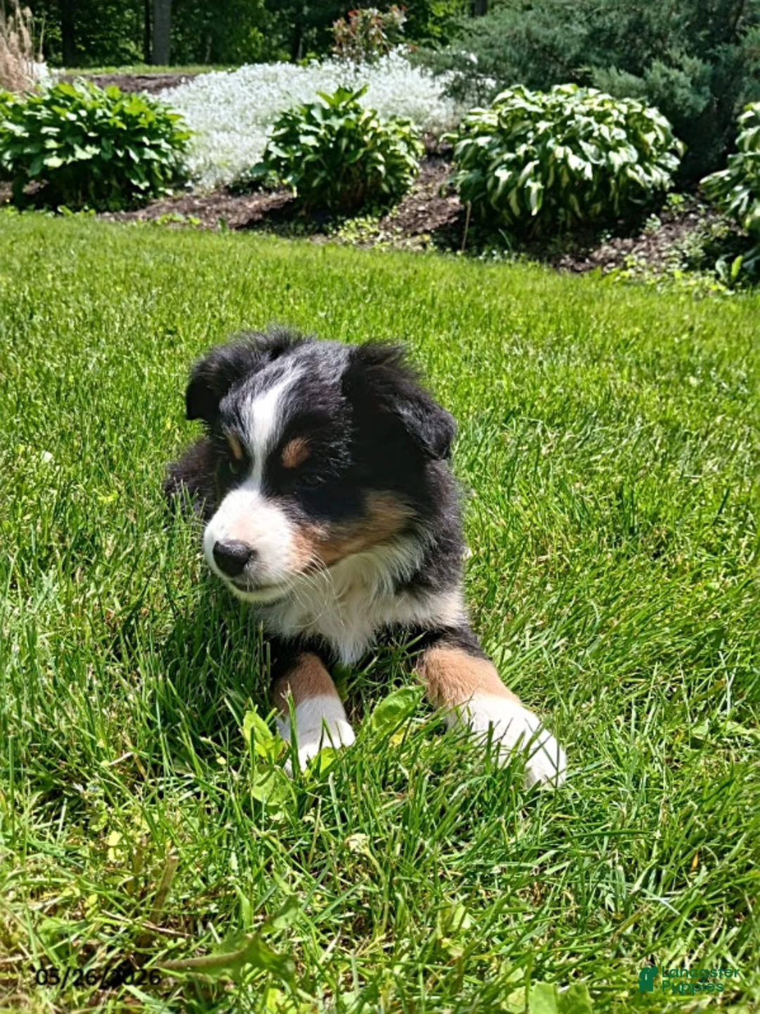 Miniature Australian Shepherd dogs for sale: Peggy - Ad 1