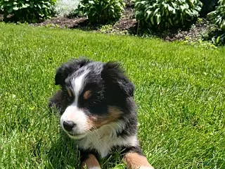 Miniature Australian Shepherd dogs for sale: Peggy - Ad 1
