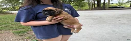 Boxer dogs for sale: Madison AKC Euro - Ad 4