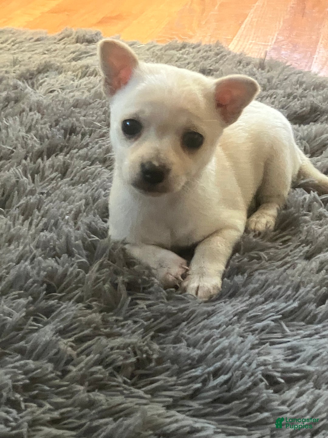 Chihuahua dogs for sale: Kelly - Ad 2