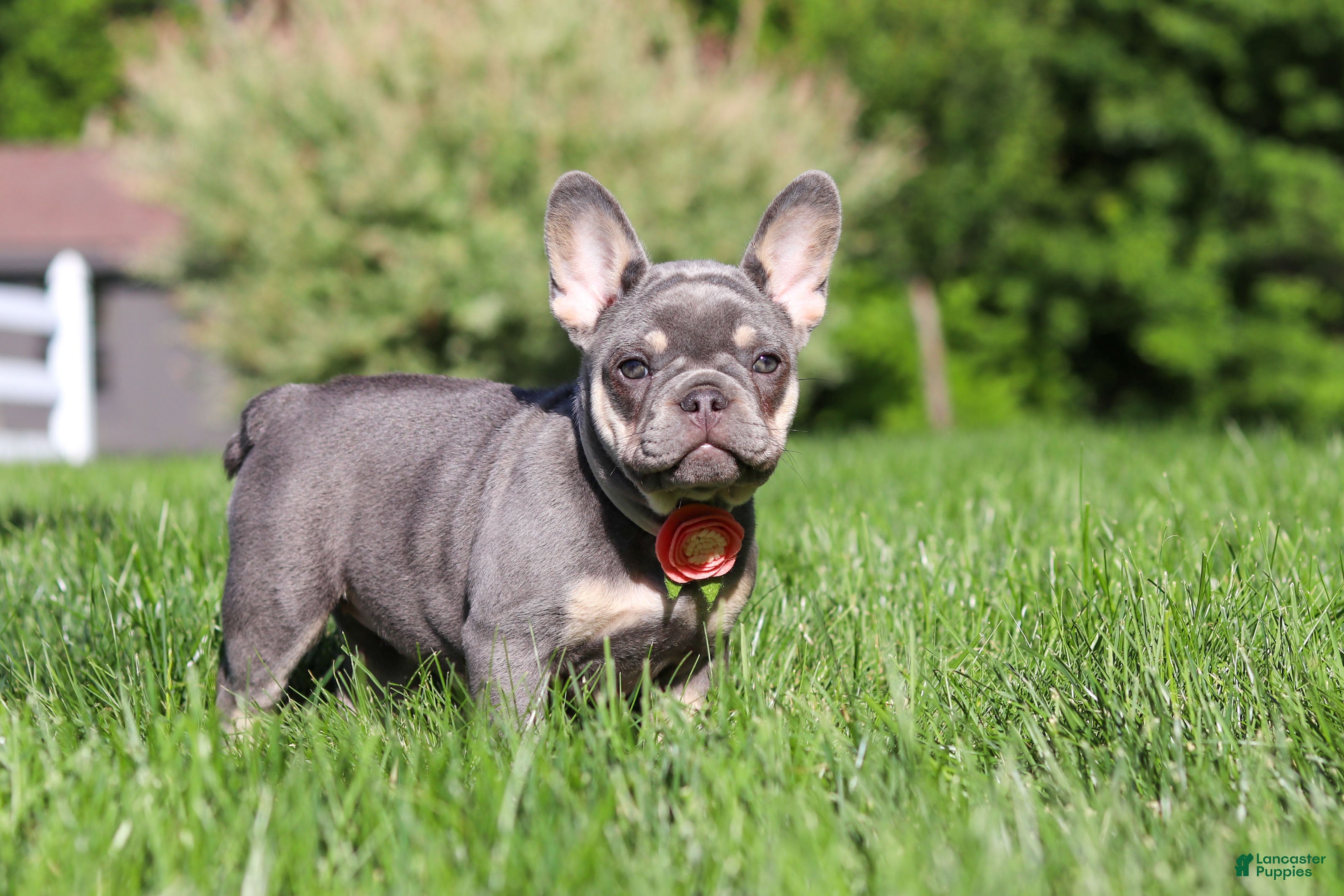 French Bulldog dogs Bailey - Ad 2