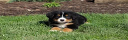 Bernese Mountain Dog dogs for sale: Jewel - Ad 13