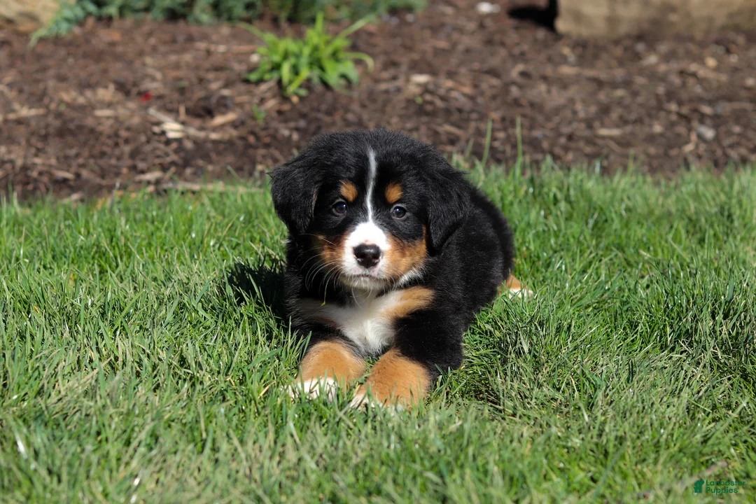 Bernese Mountain Dog dogs for sale: Jewel - Ad 13