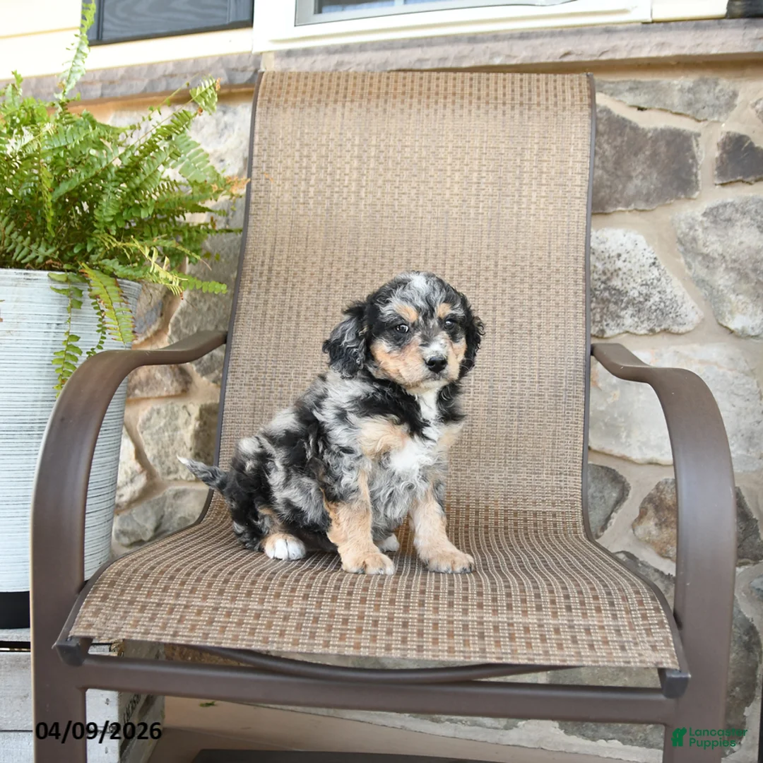 Mixed Breed dogs for sale: Pebbles - Ad 2