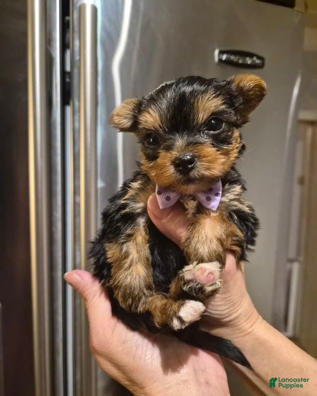 Yorkshire Terrier dogs Coco - Ad 8