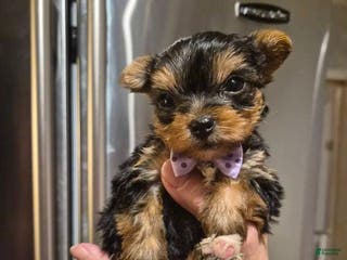 Yorkshire Terrier dogs Coco - Ad 2