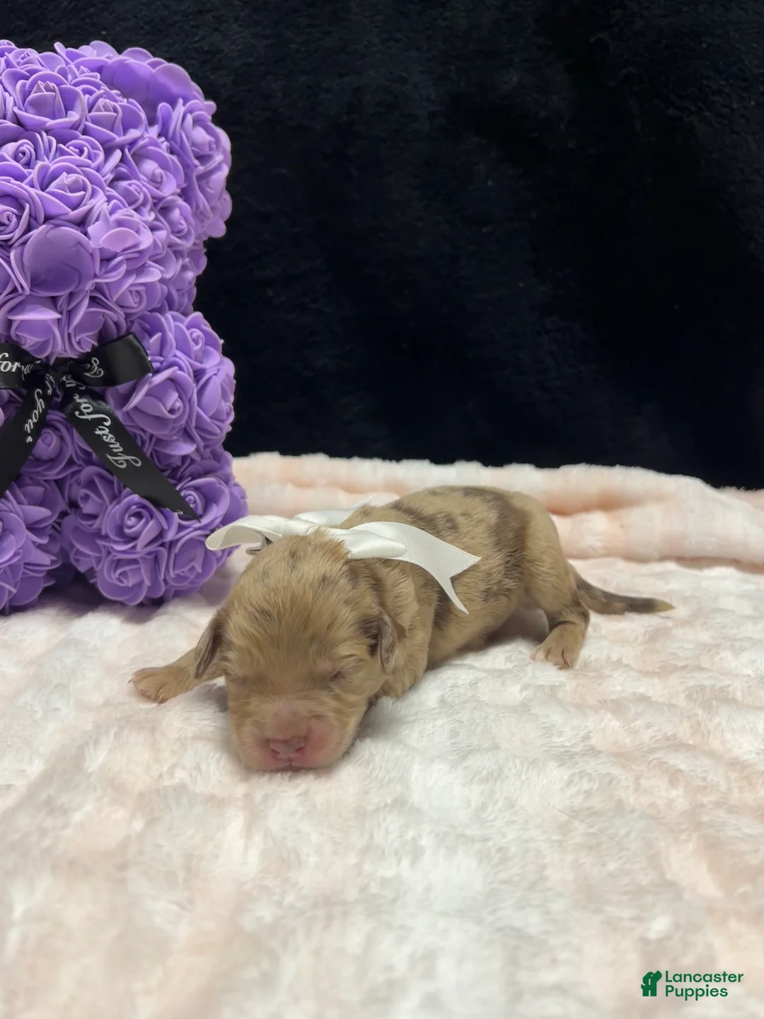 Mixed Breed dogs for sale: rose - Ad 2