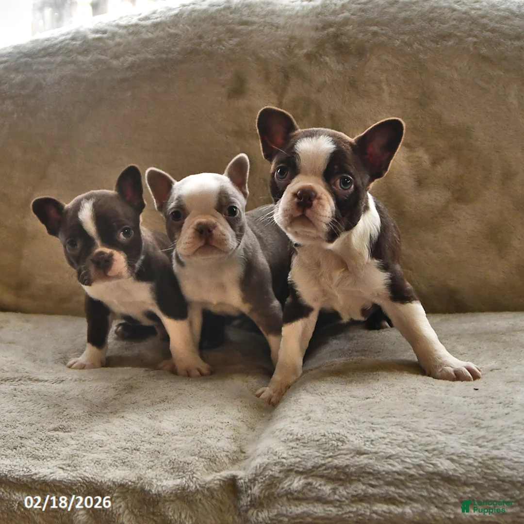 Boston Terrier dogs for sale: Latte - Ad 3