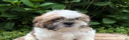 Shih Tzu dogs for sale: Jinx - Ad 4
