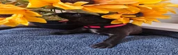Mixed Breed dogs for sale: Kiara (pink collar) - Ad 2
