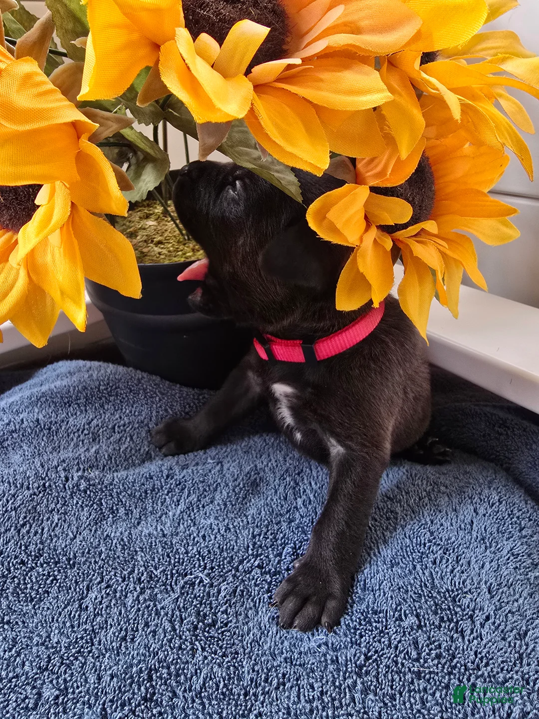 Mixed Breed dogs for sale: Kiara (pink collar) - Ad 2