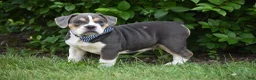 Beabull dogs for sale: Everett - Ad 4
